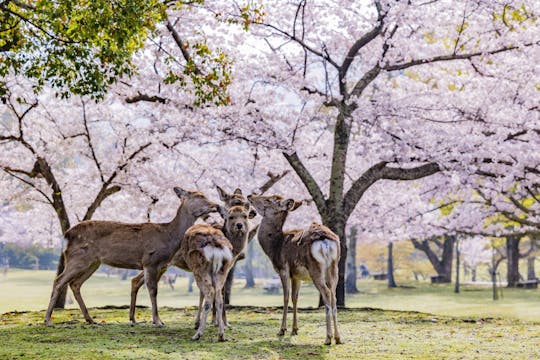 Full-day guided tour to Nara Park, Osaka and Kobe from Kyoto