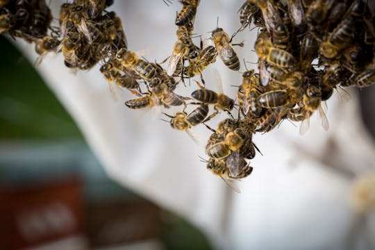 Visite guidée de l'apiculture en Andorre