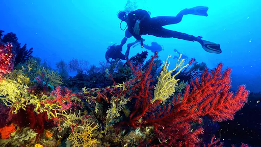 Bodrum Scuba Diving