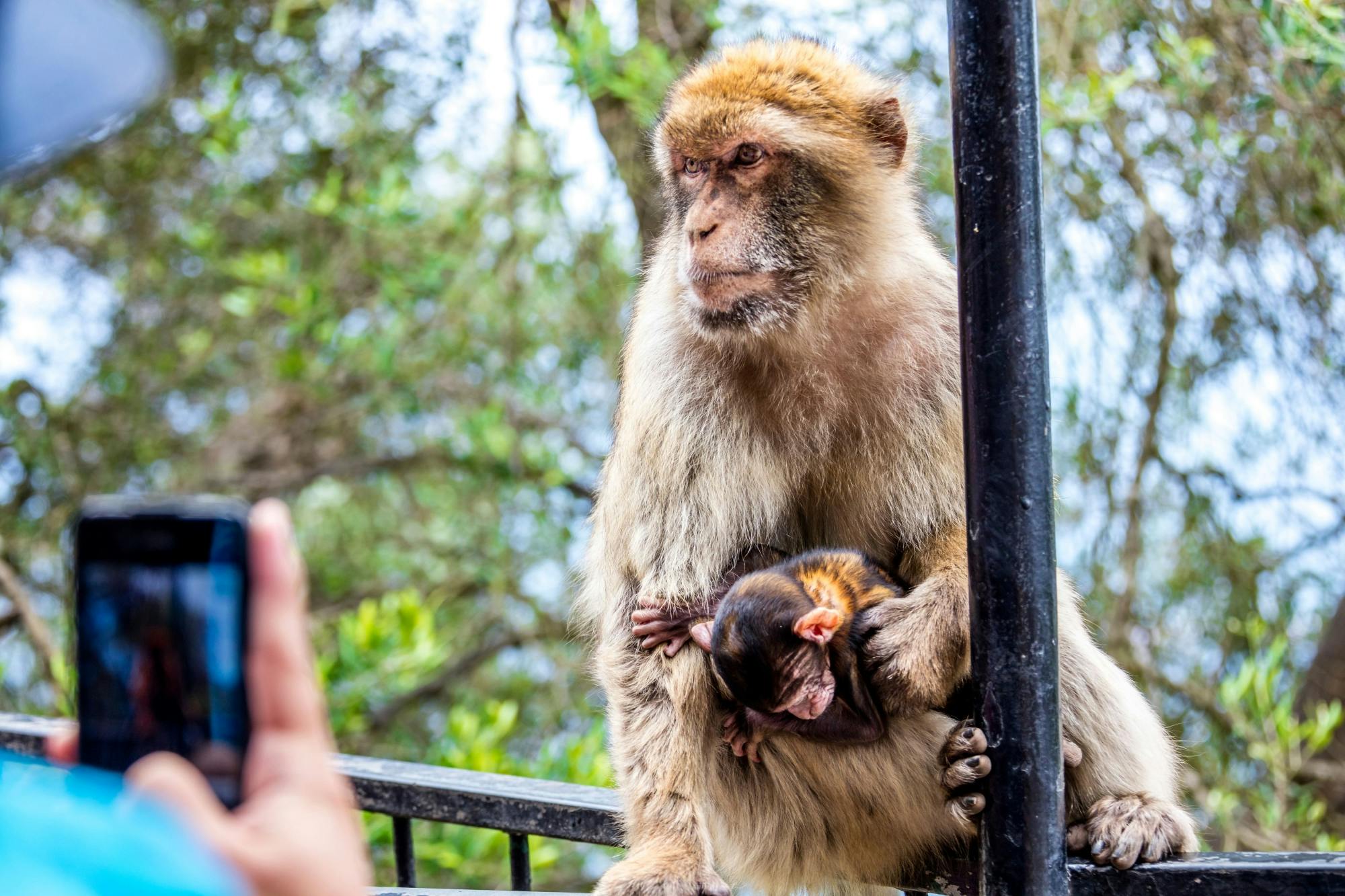 Gibraltar day trip including minibus tour of the Rock