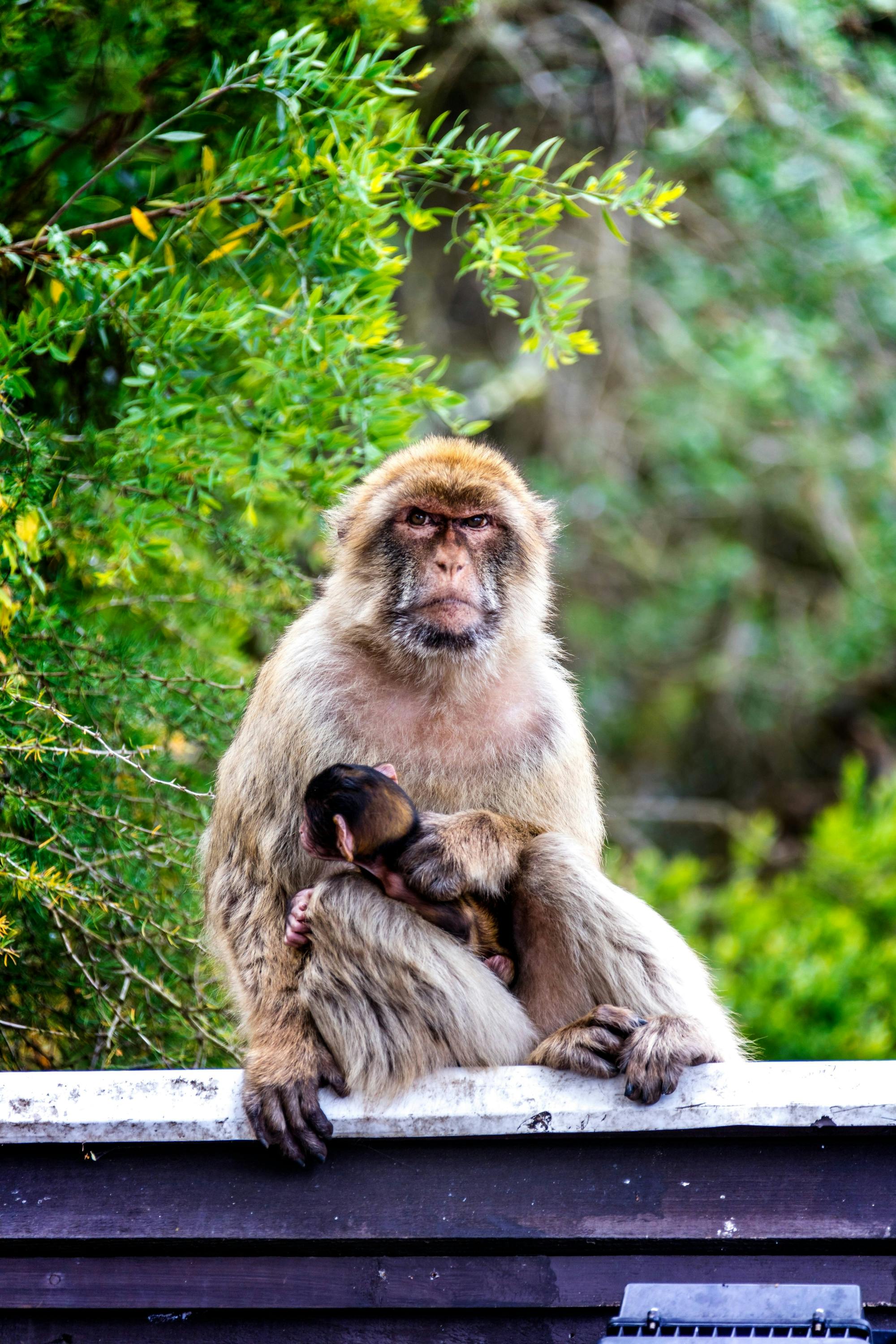 Gibraltar day trip with dolphin-watching boat tour and Rock visit