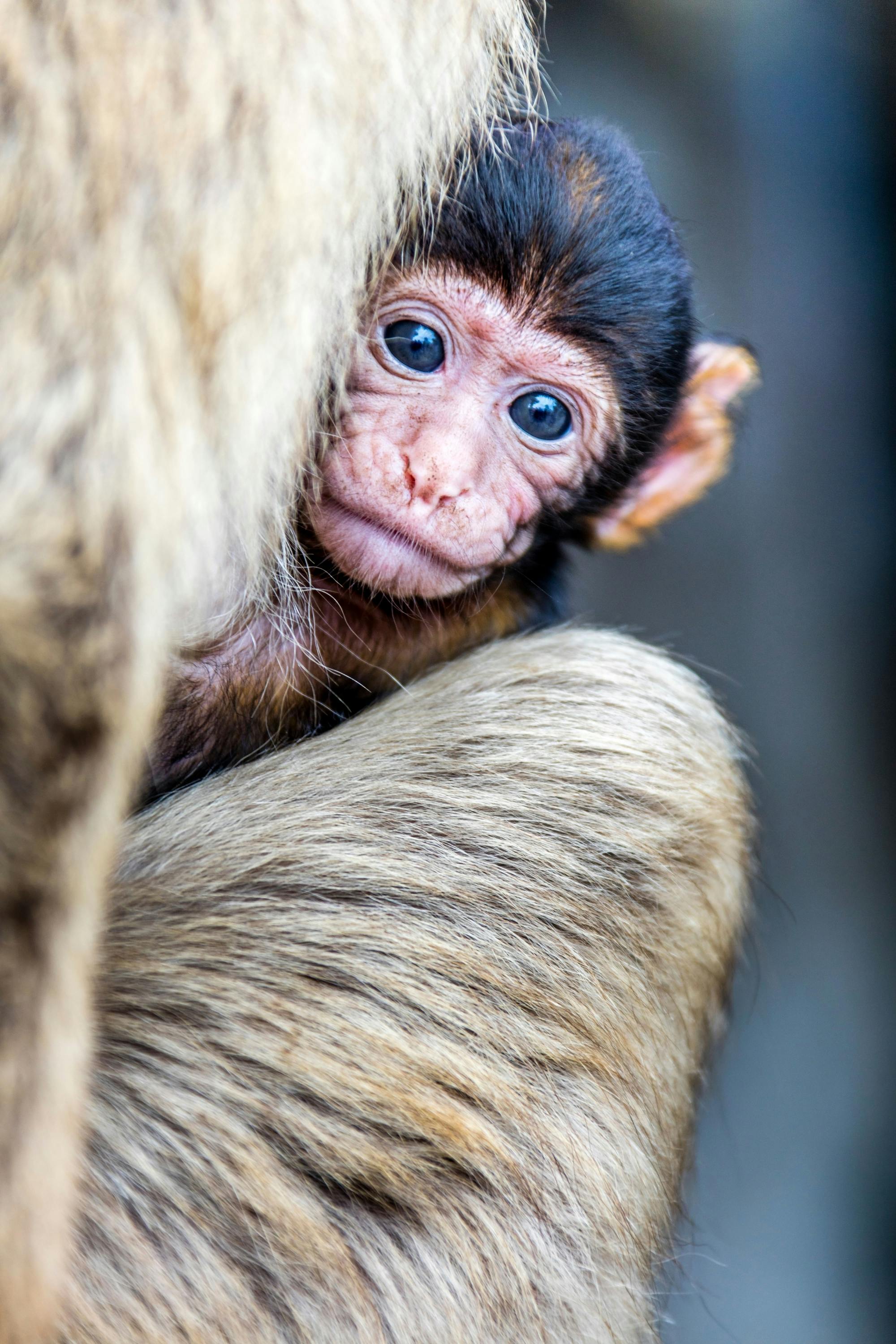 Gibraltar day trip with dolphin-watching boat tour and Rock visit