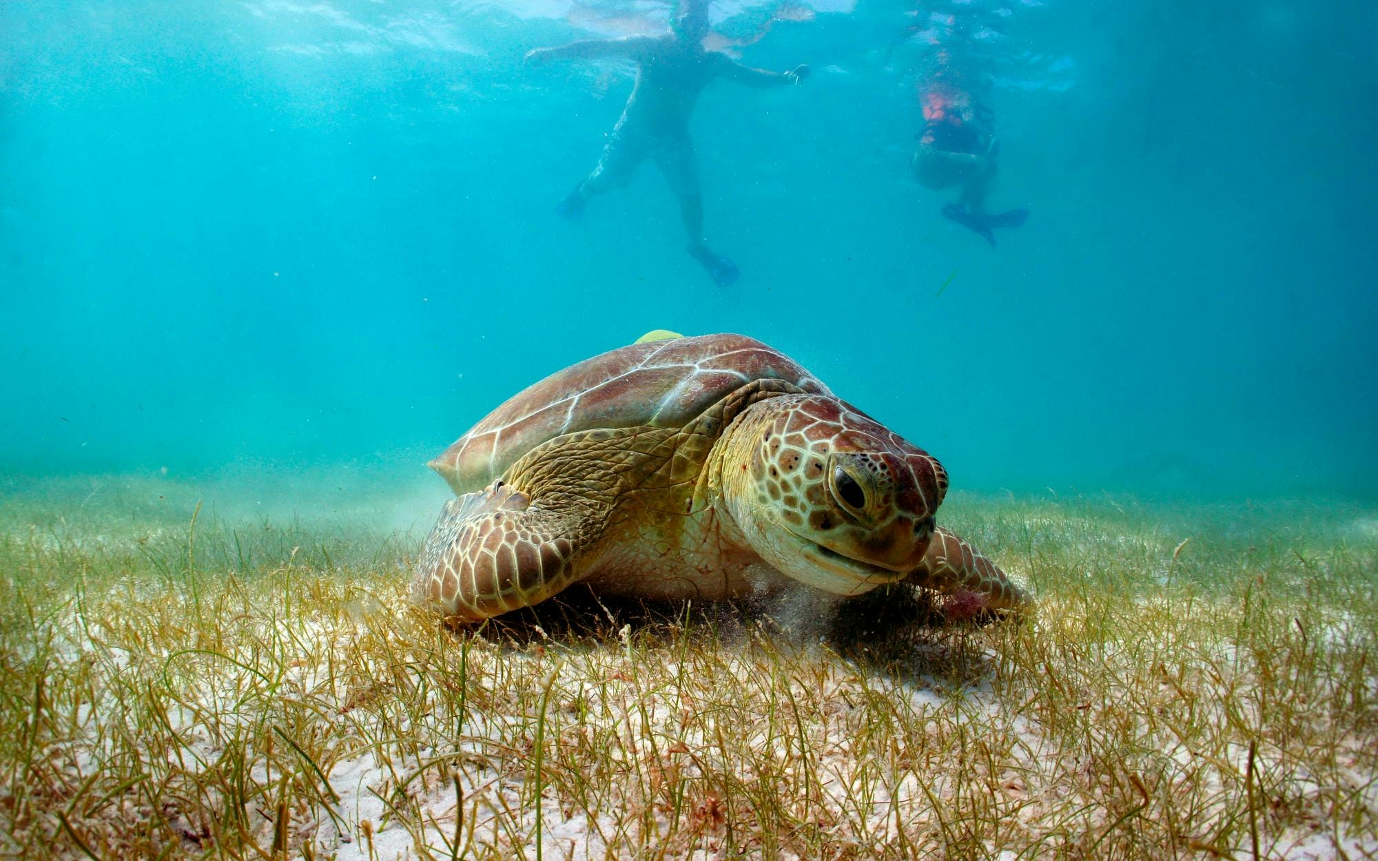 Snorkelling with Turtles and Cenote Swim in Riviera Maya