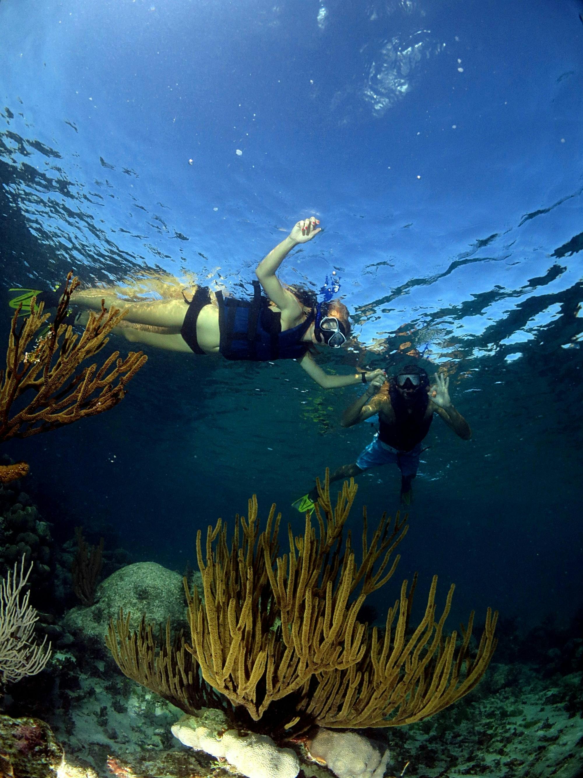 Snorkelling with Turtles and Cenote Swim in Riviera Maya