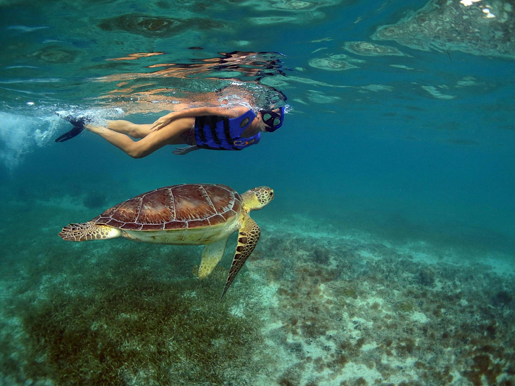 Snorkelling with Turtles and Cenote Swim in Riviera Maya