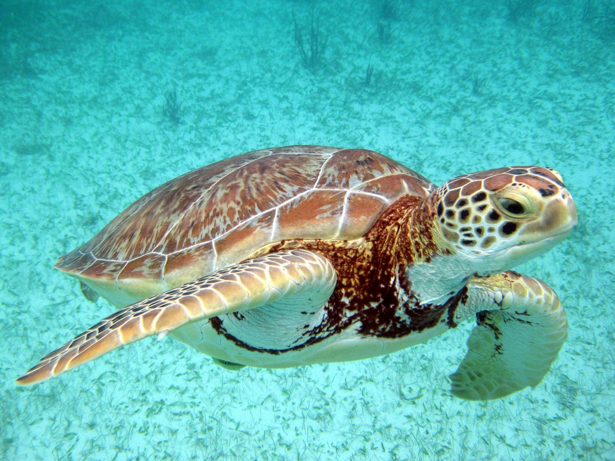 Snorkelling with Turtles and Cenote Swim in Riviera Maya