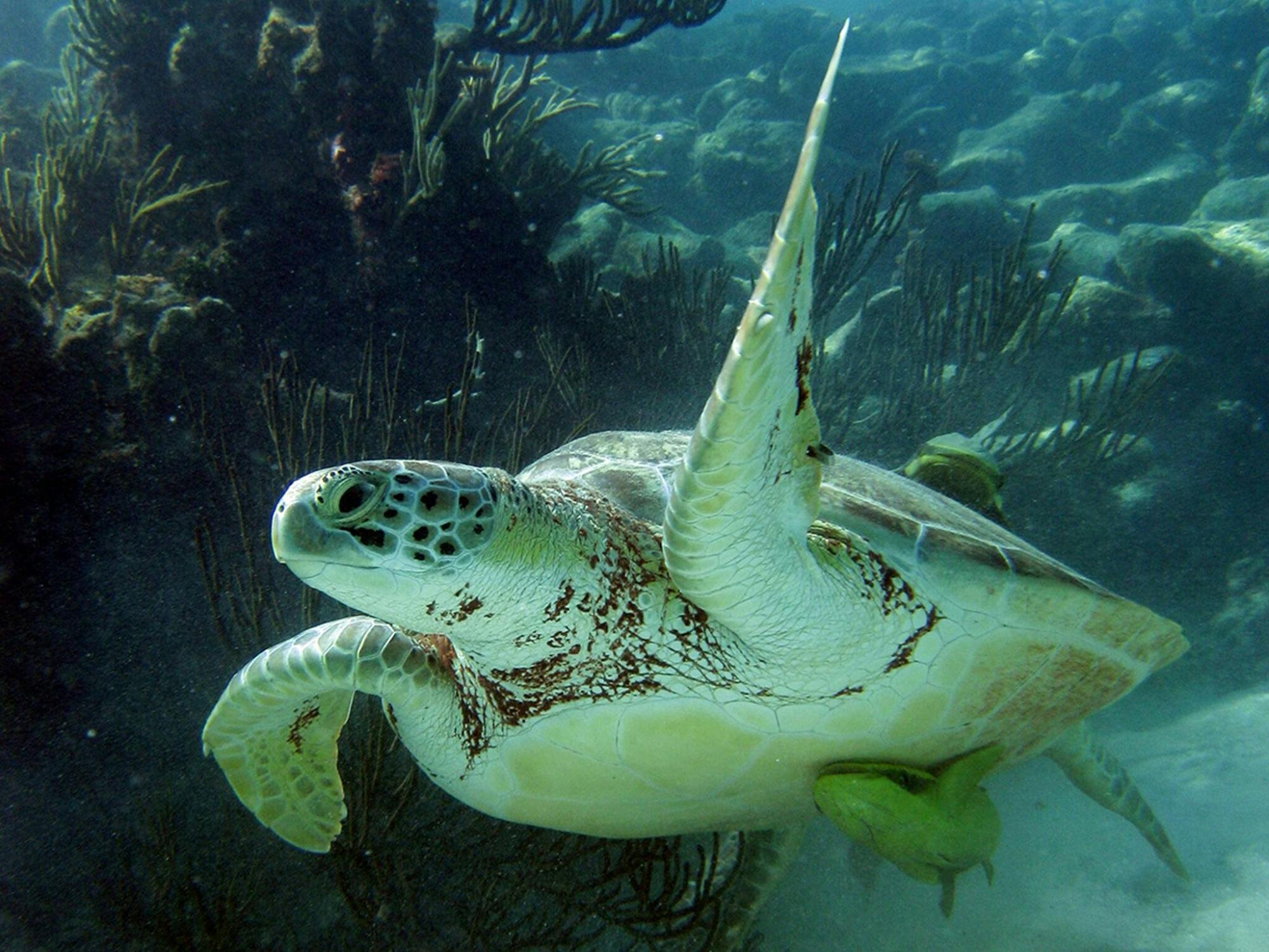 Snorkelling with Turtles and Cenote Swim in Riviera Maya