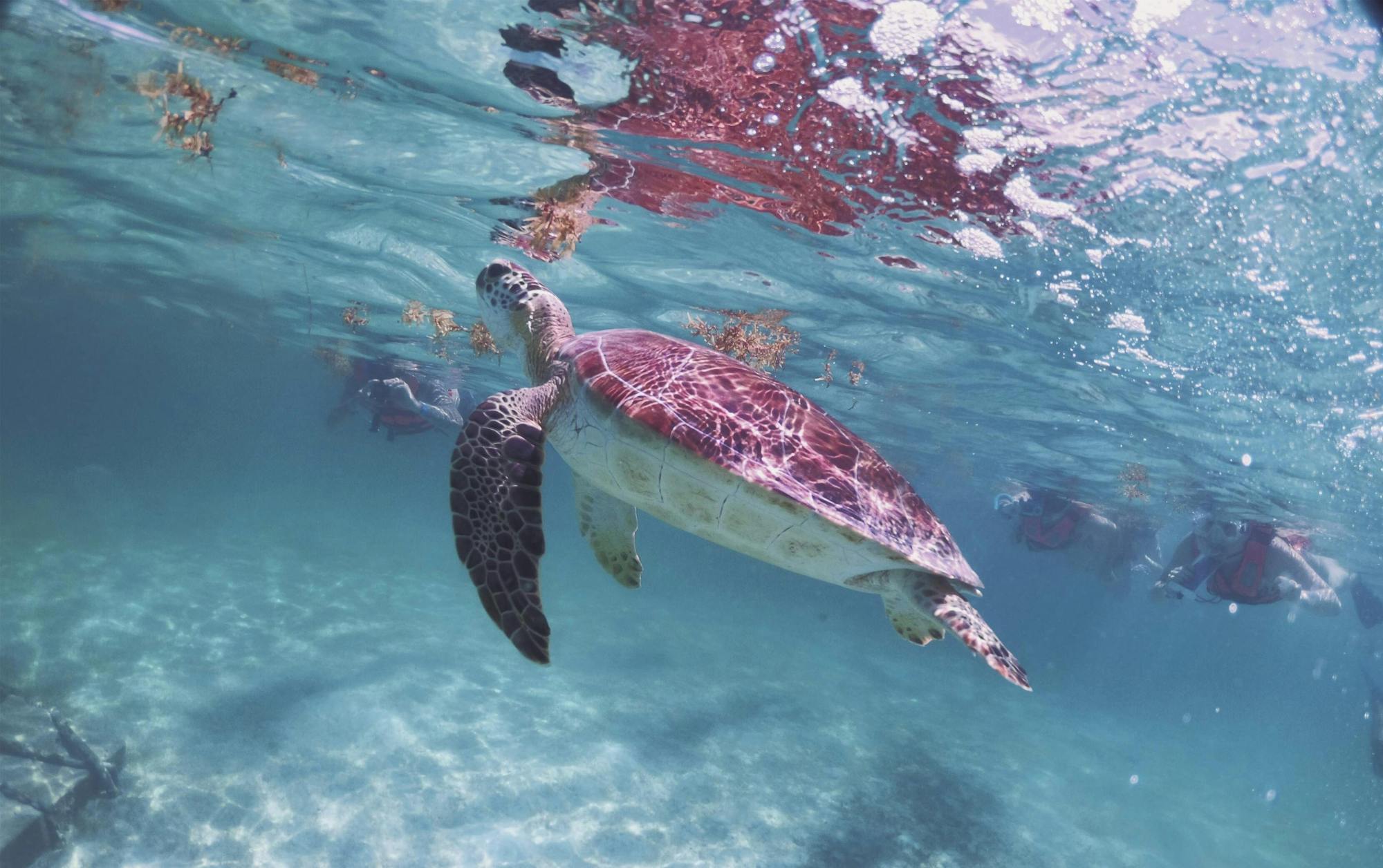 Snorkelling with Turtles and Cenote Swim in Riviera Maya