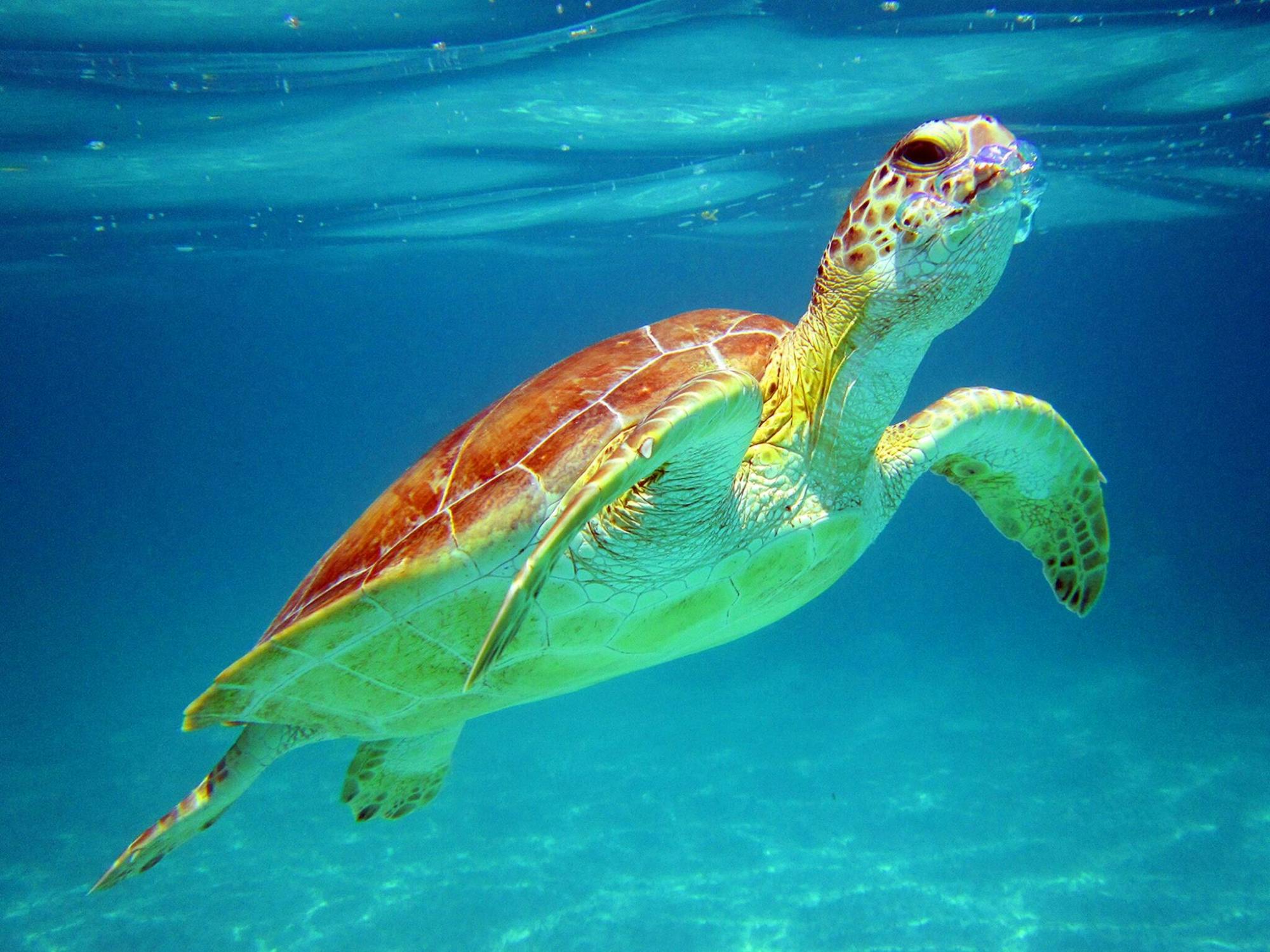 Snorkelling with Turtles and Cenote Swim in Riviera Maya