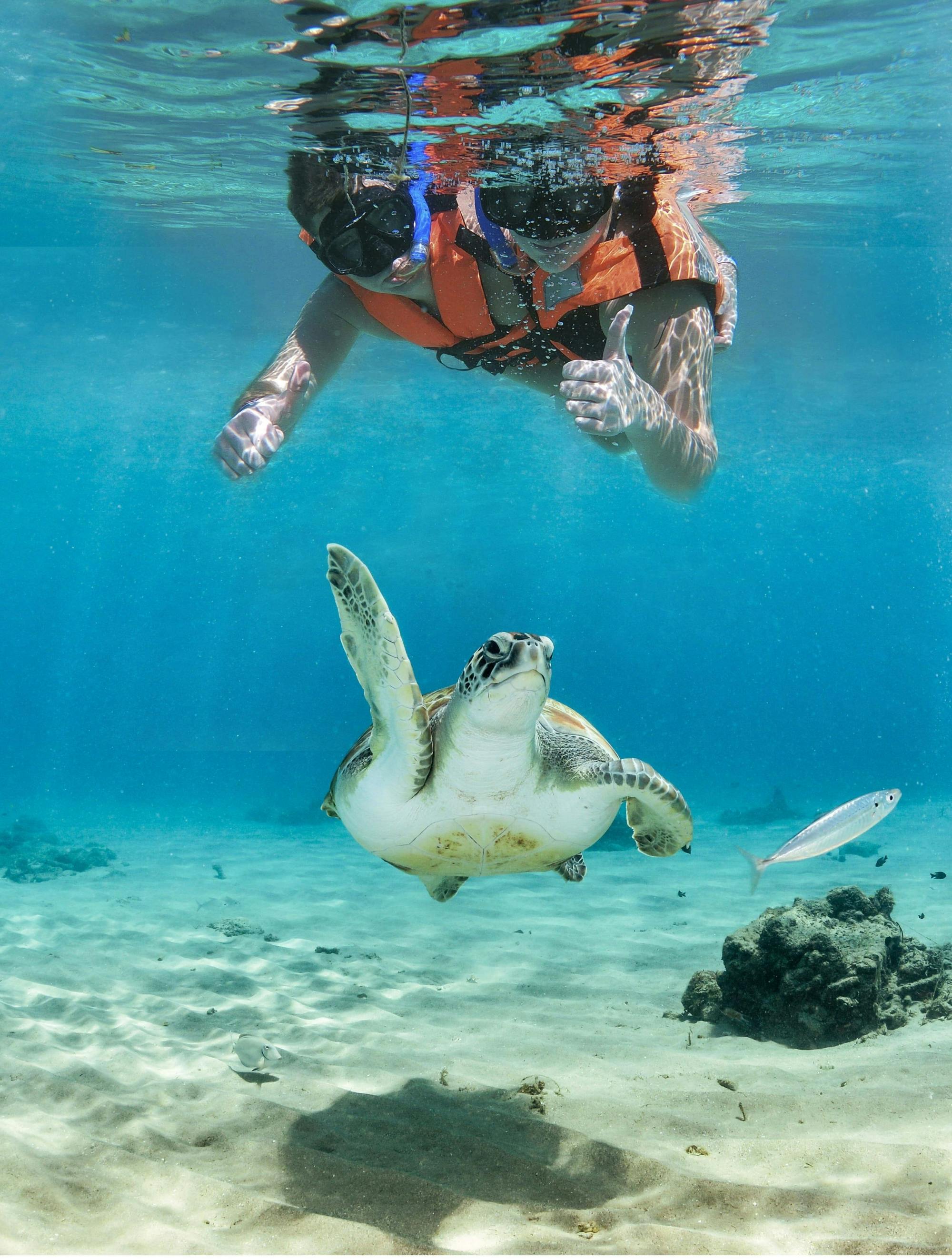 Snorkelling with Turtles and Cenote Swim in Riviera Maya