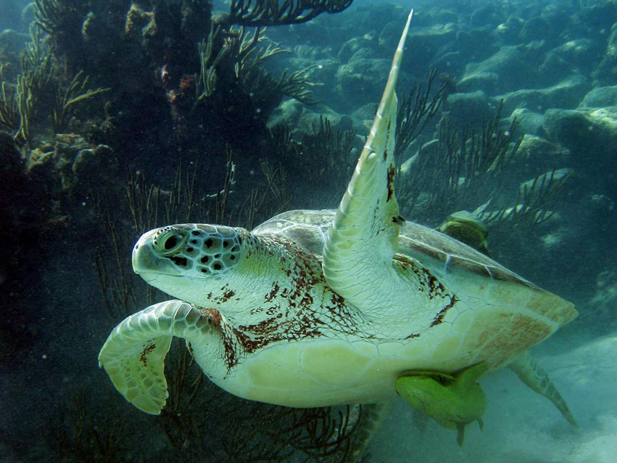 Snorkelling with Turtles and Cenote Swim in Riviera Maya
