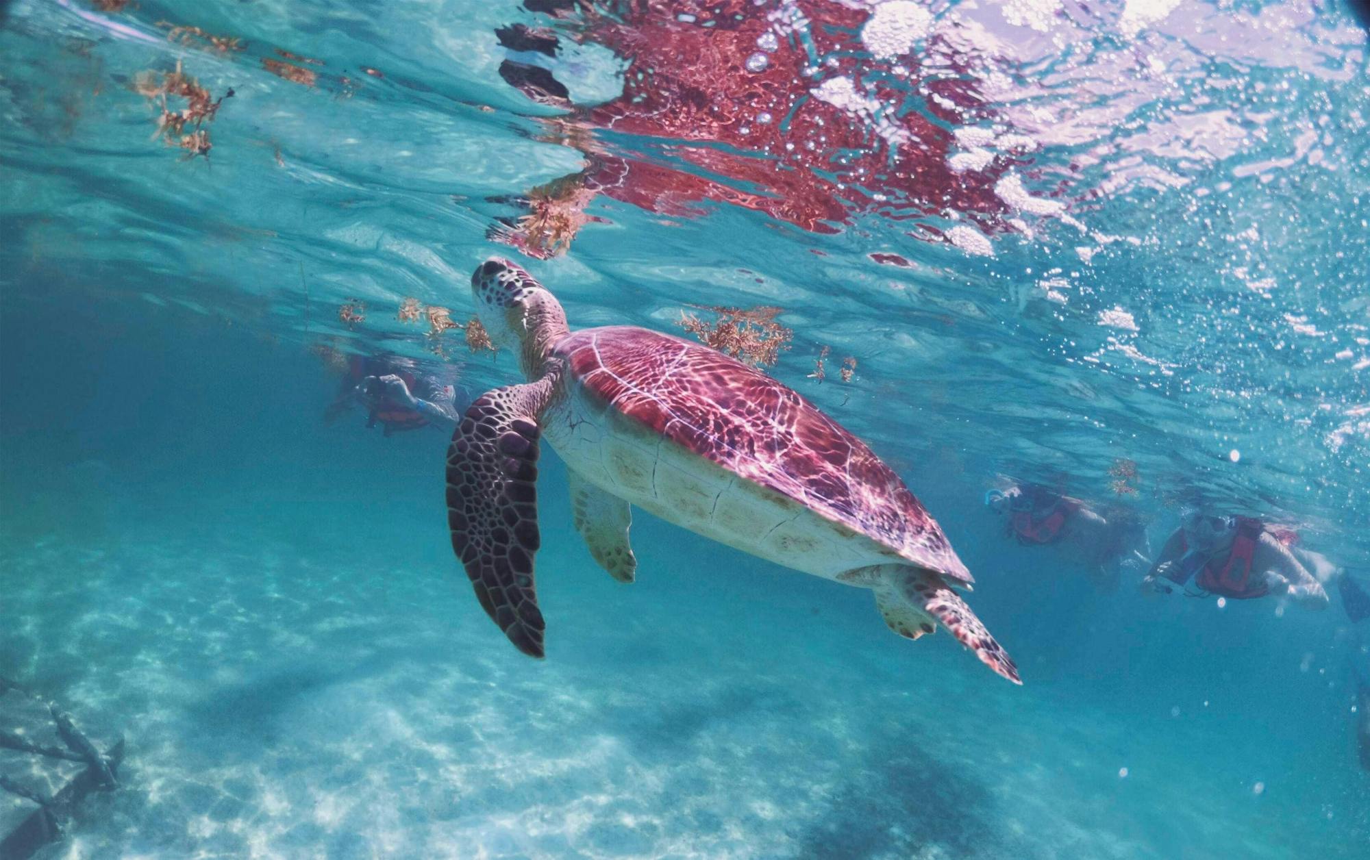 Snorkelling with Turtles and Cenote Swim in Riviera Maya