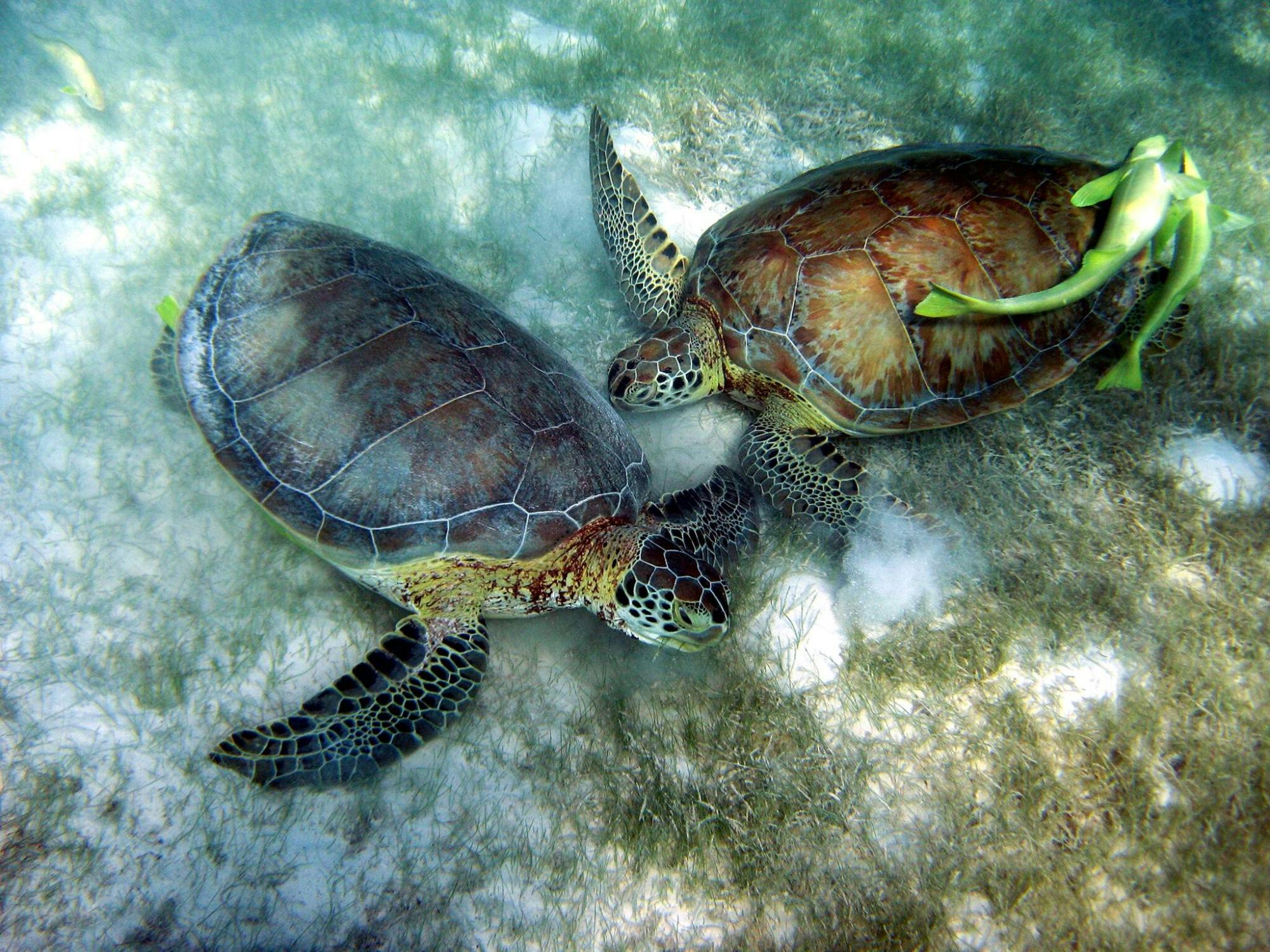 Snorkelling with Turtles and Cenote Swim in Riviera Maya