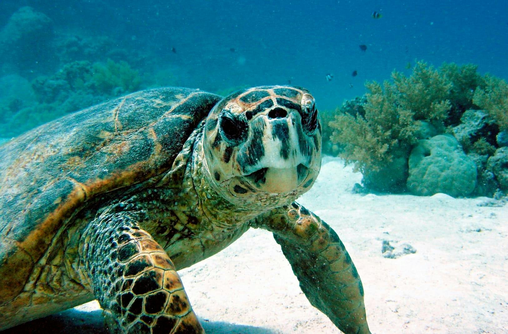Snorkla med sköldpaddor och bada i en cenote i Maya-rivieran