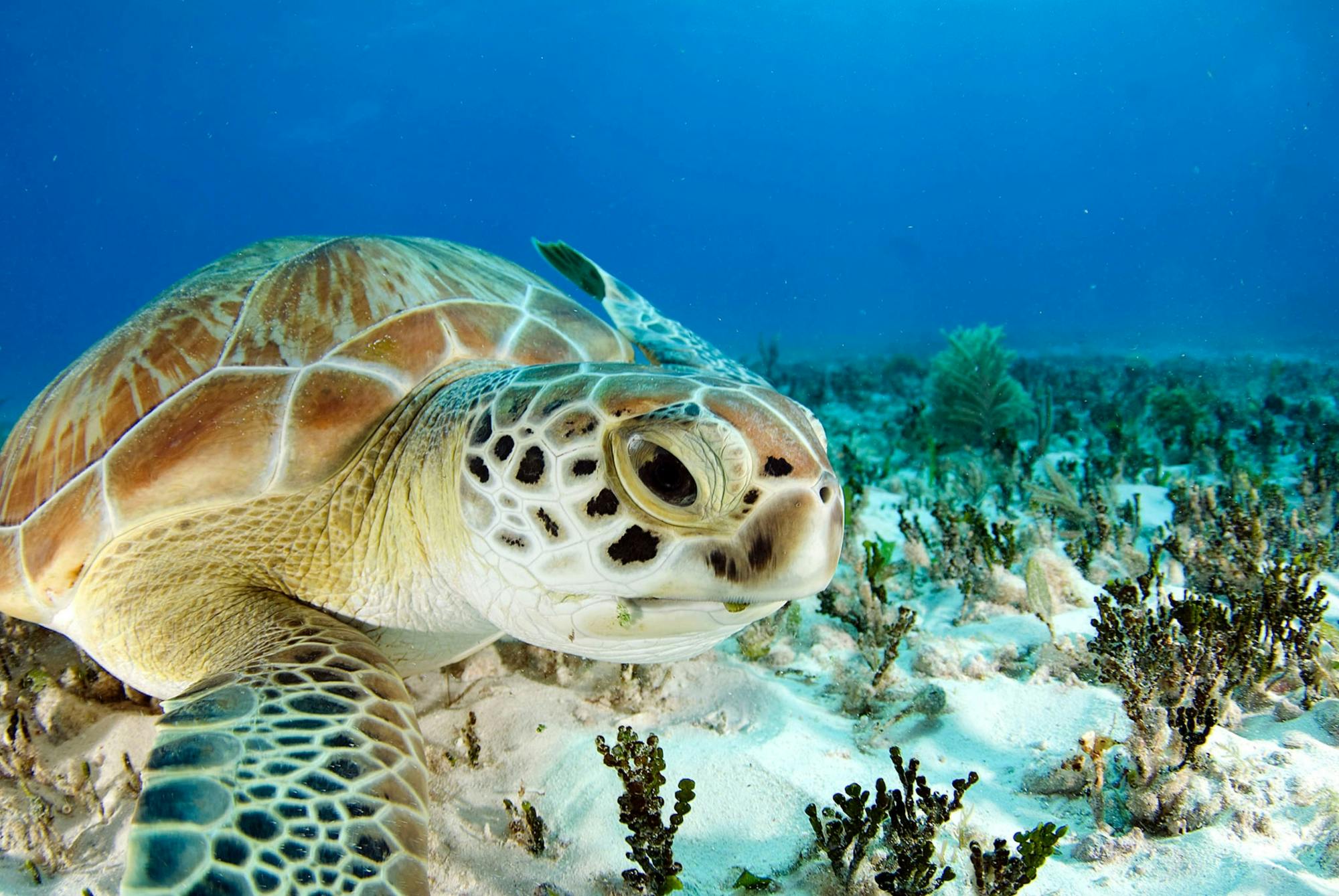Snorkelling with Turtles and Cenote Swim in Riviera Maya