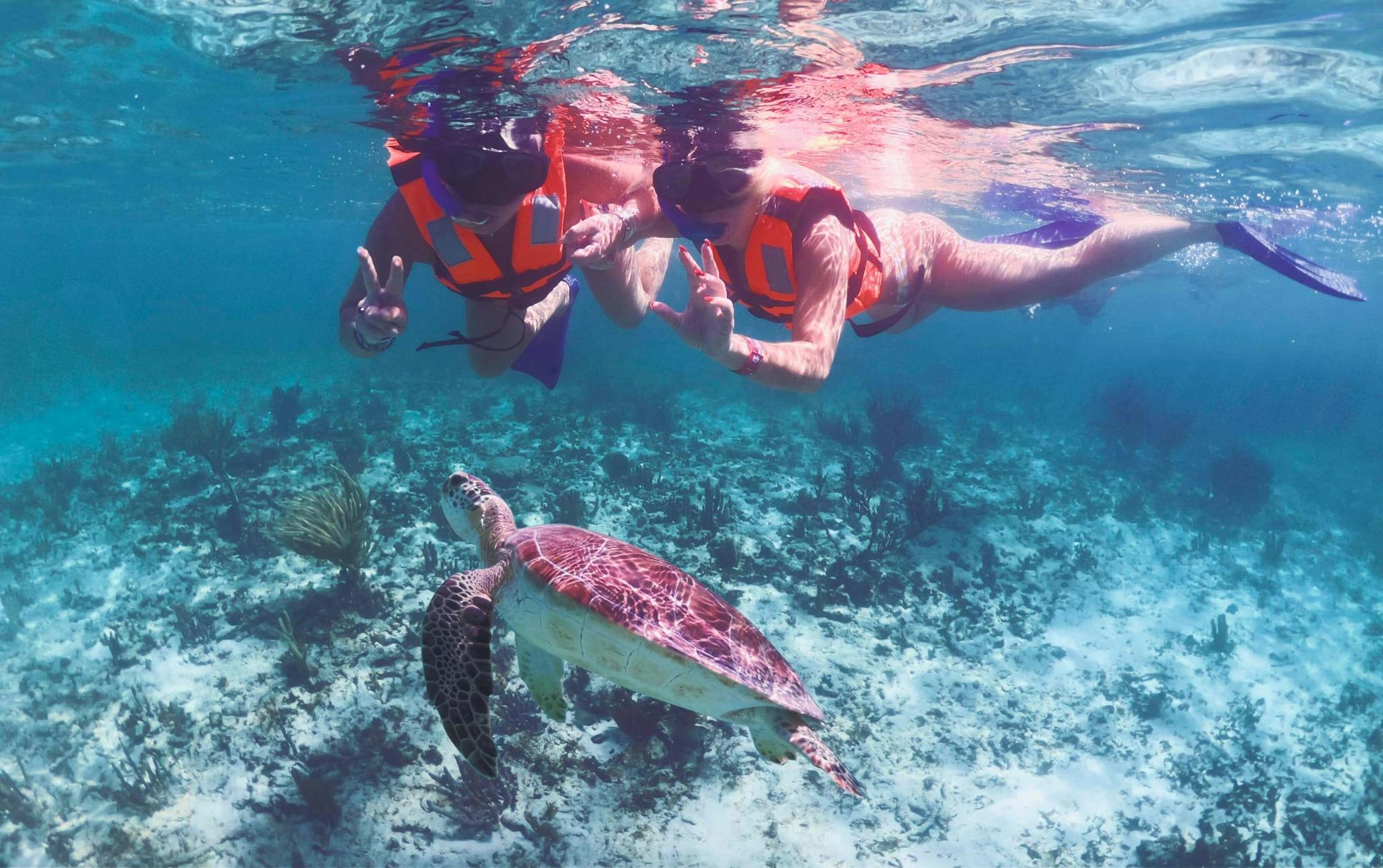 Snorkelling with Turtles and Cenote Swim in Riviera Maya