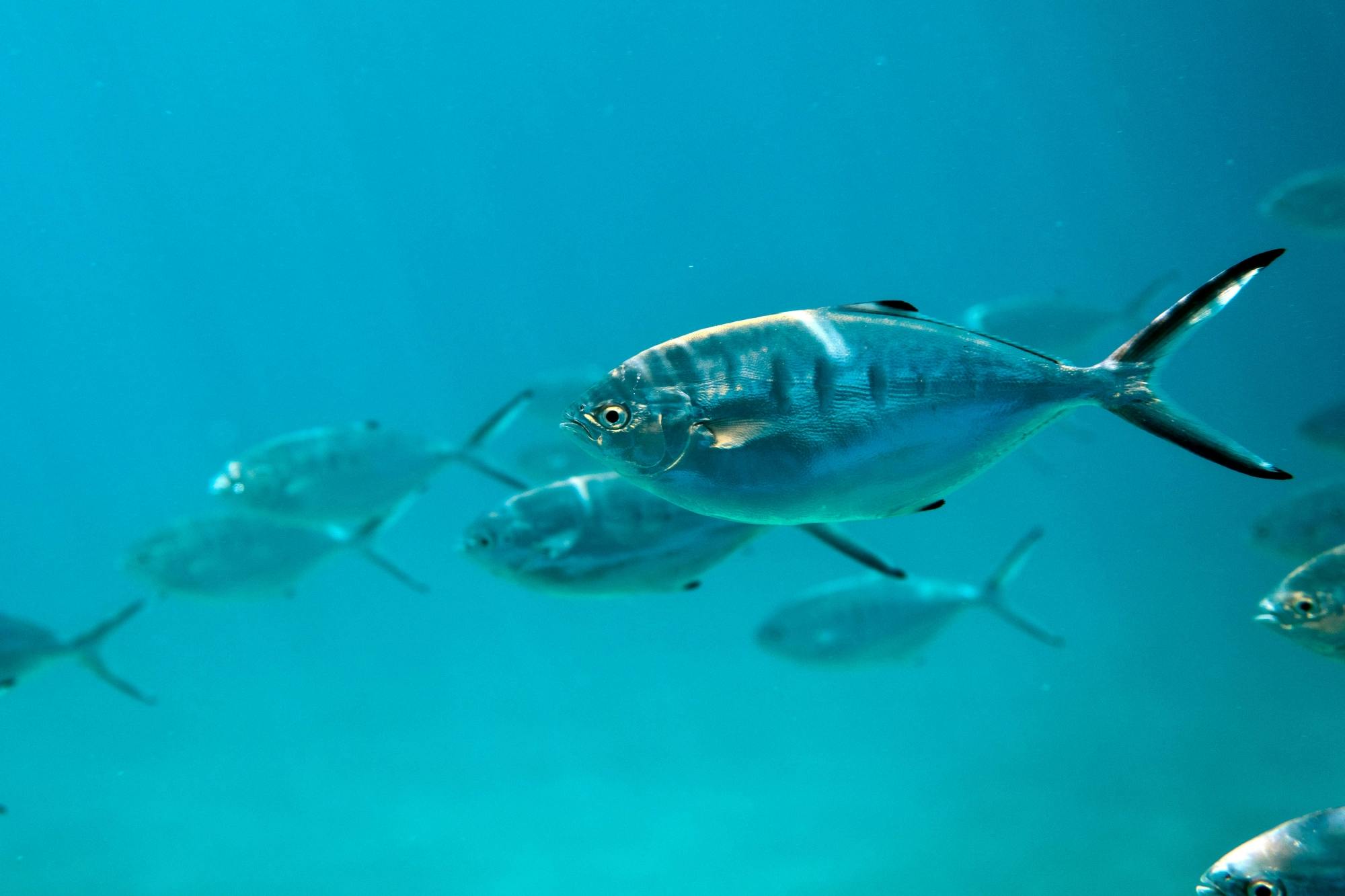 Cretan semi - submarine and guided tour from South Crete