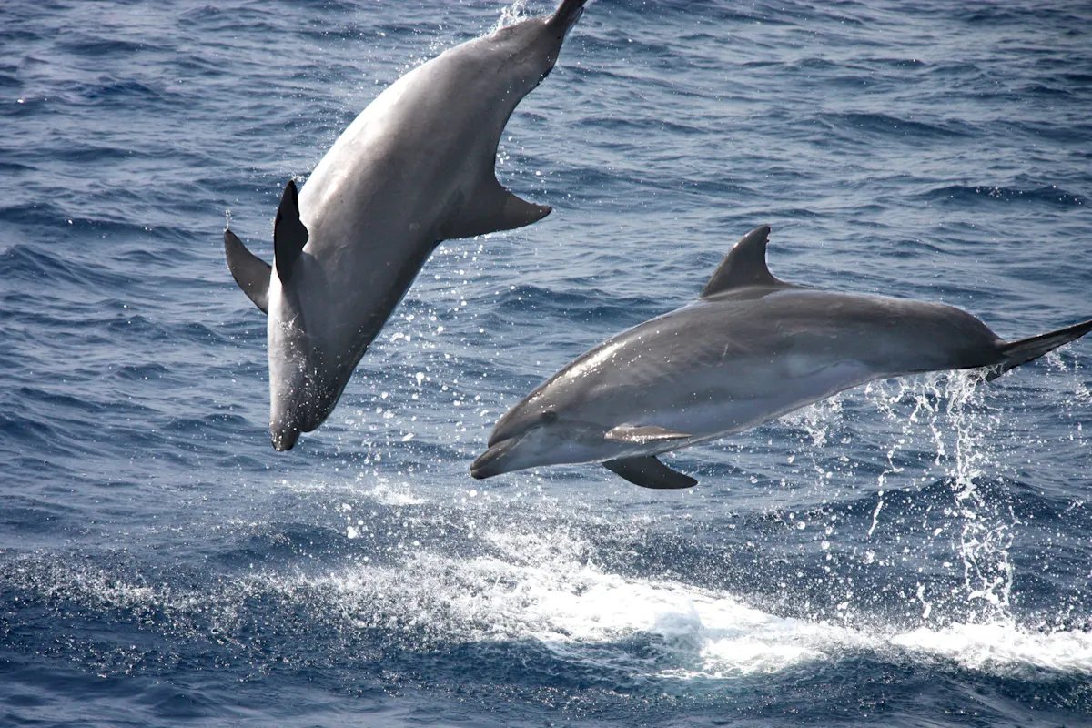 Guided dolphin cruise and tour in Tarifa for World Dolphin Day