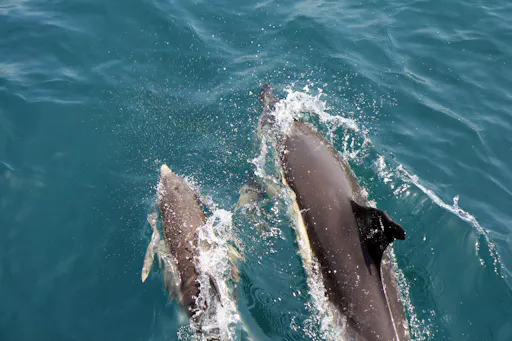 Guided dolphin cruise and tour in Tarifa for World Dolphin Day