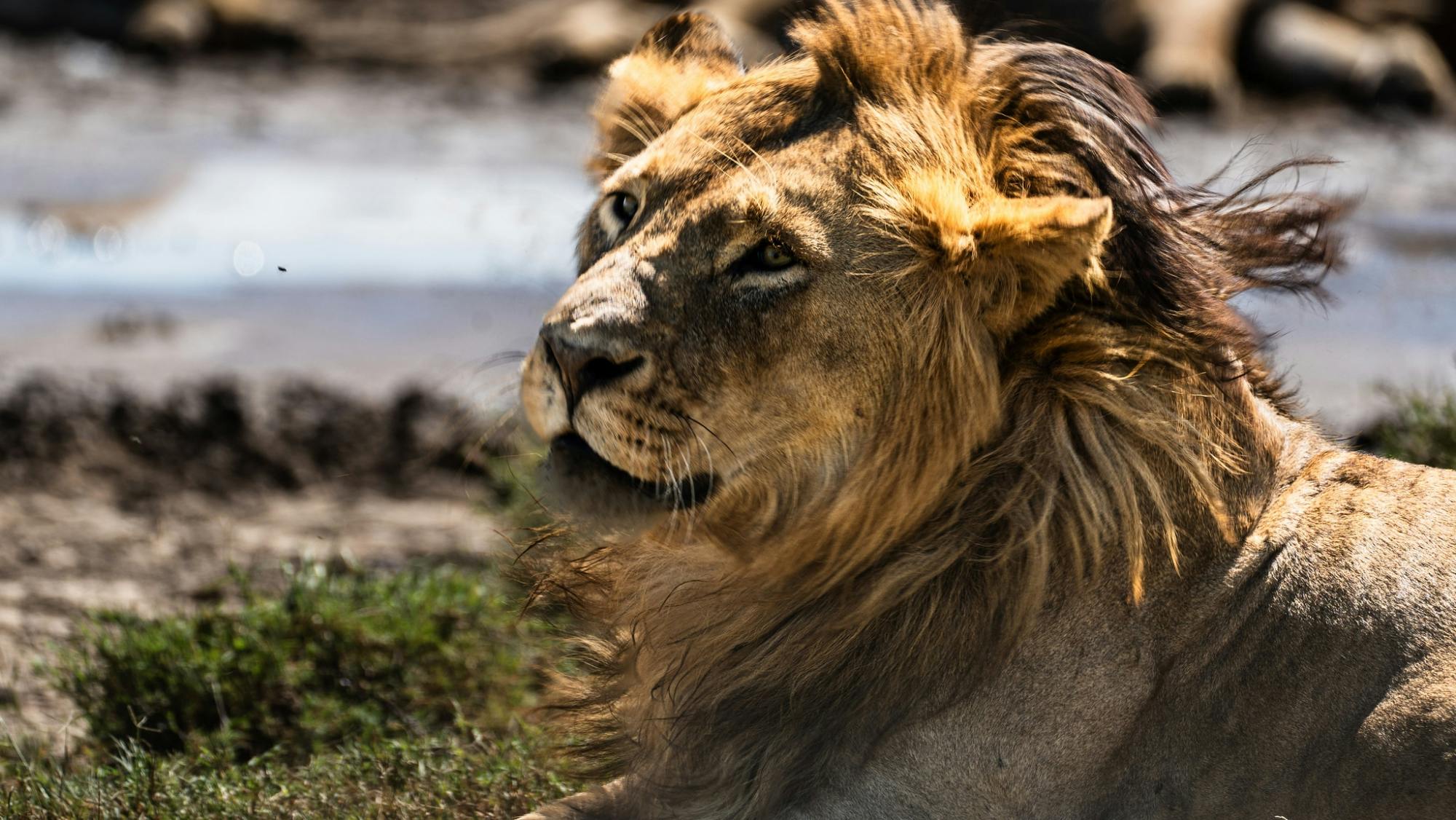 Mikumi National Park one-day safari with flights from Zanzibar