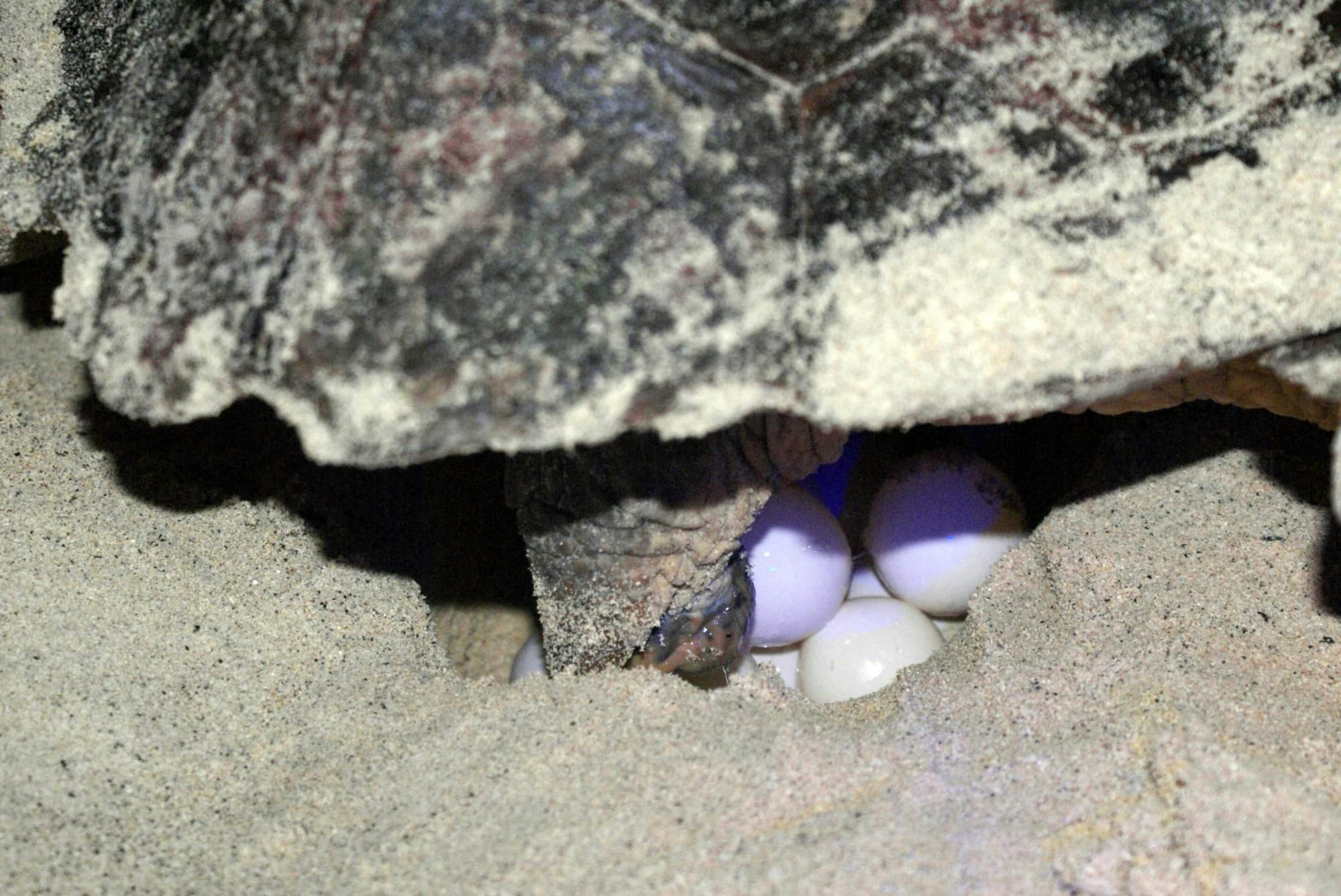 Boa Vista Turtle Watching Tour