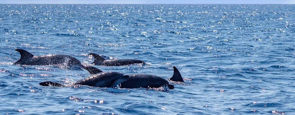 Boat tour dolphin quest in Vilamoura