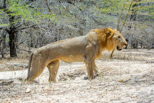 Nyerere National Park two-day safari with bush walk and boat cruise