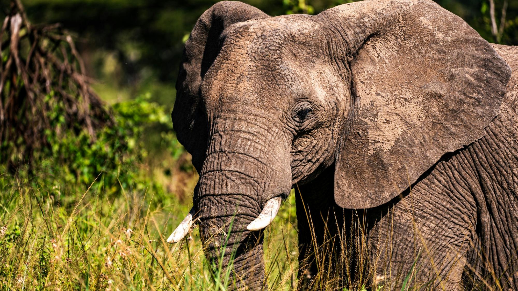 Serengeti National Park private three-day safari from Zanzibar