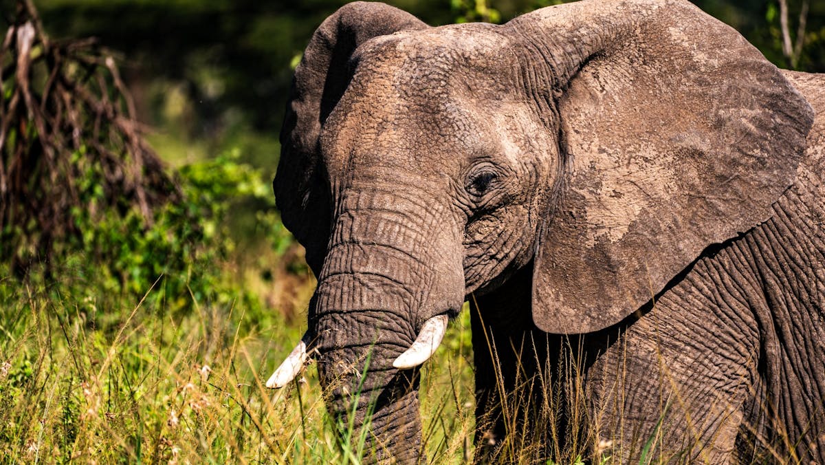 Serengeti Nationaal Park privé driedaagse safari vanuit Zanzibar