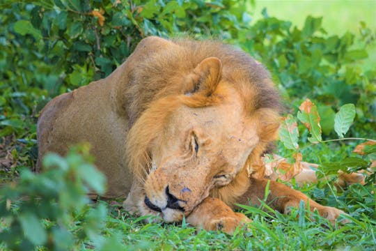 Nyerere National Park two-day safari with two game drives