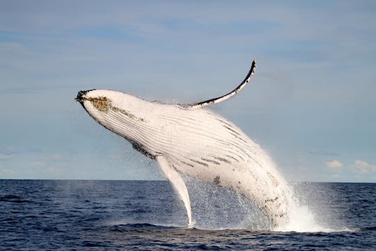 Whale discovery tour
