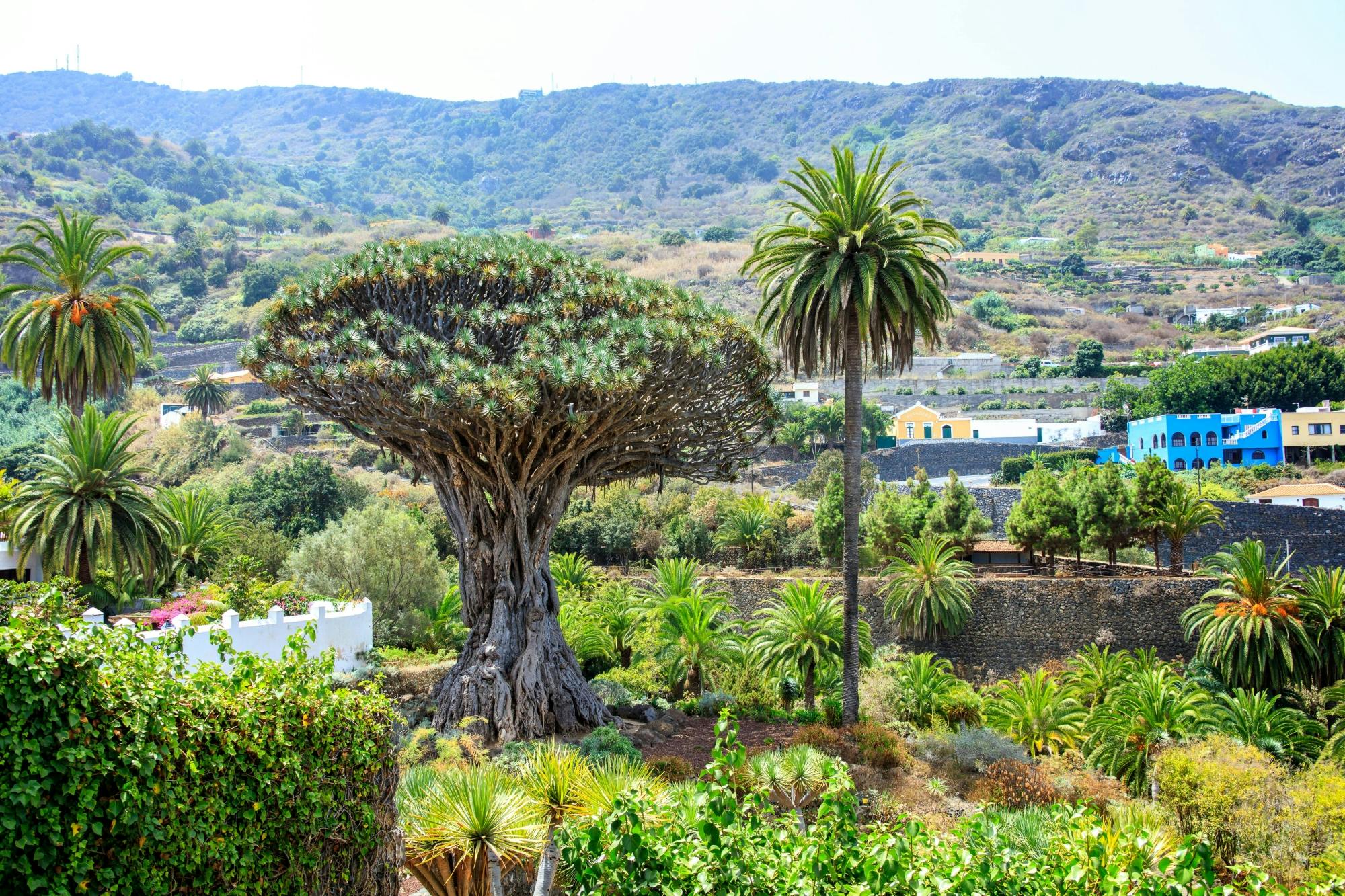 Journée d'excursion au nord-ouest de Tenerife - repas canarien