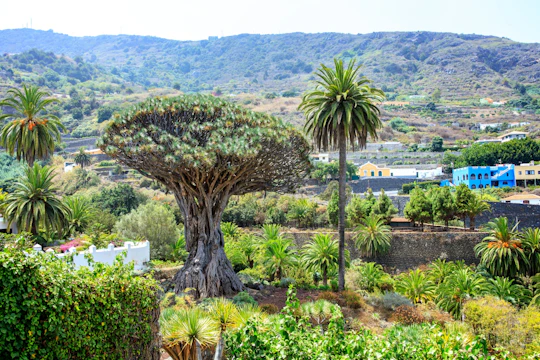 Northwest Tenerife full-day tour with Canarian lunch
