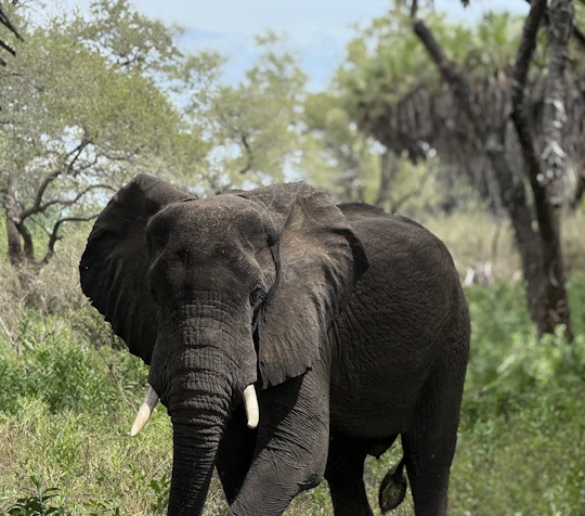 Nyerere National Park one-day safari with flights from Zanzibar