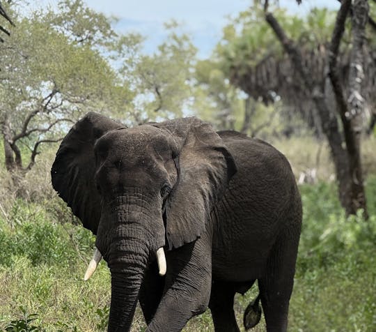 Nyerere National Park one-day safari with flights from Zanzibar