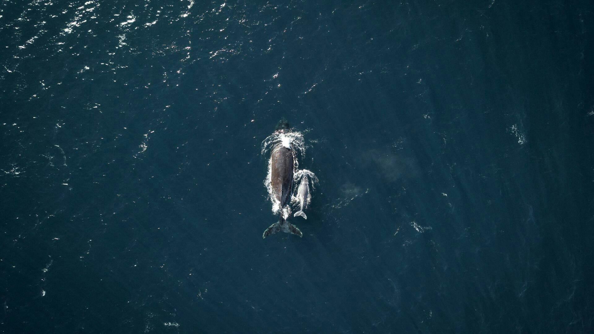 Los Cabos Whale Watching Boat Cruise with Breakfast