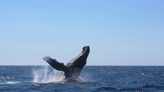 Los Cabos WWW Wonderful Whale Watching boat cruise with breakfast