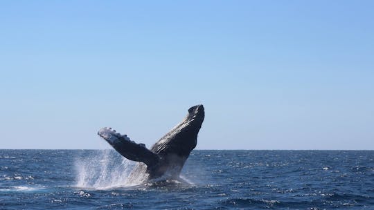 Los Cabos Whale Watching Boat Cruise with Breakfast