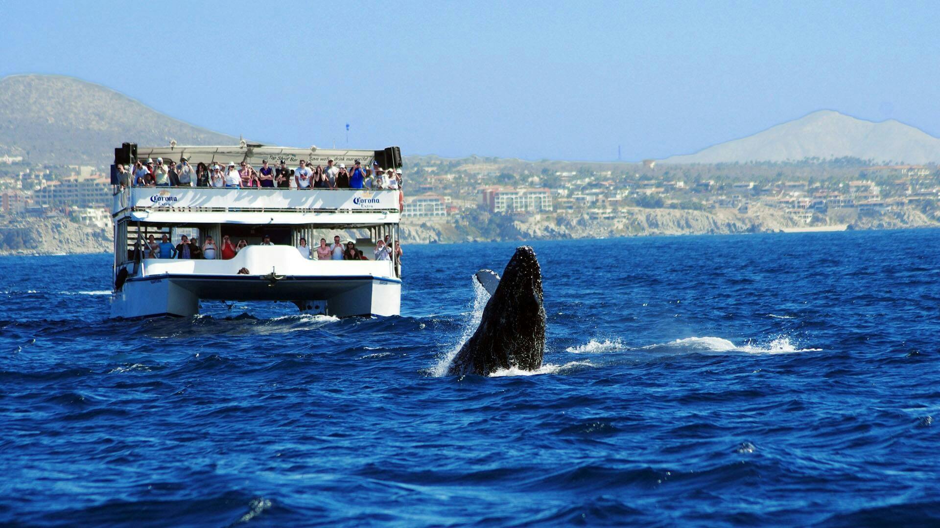 Los Cabos Whale Watching Boat Cruise with Breakfast