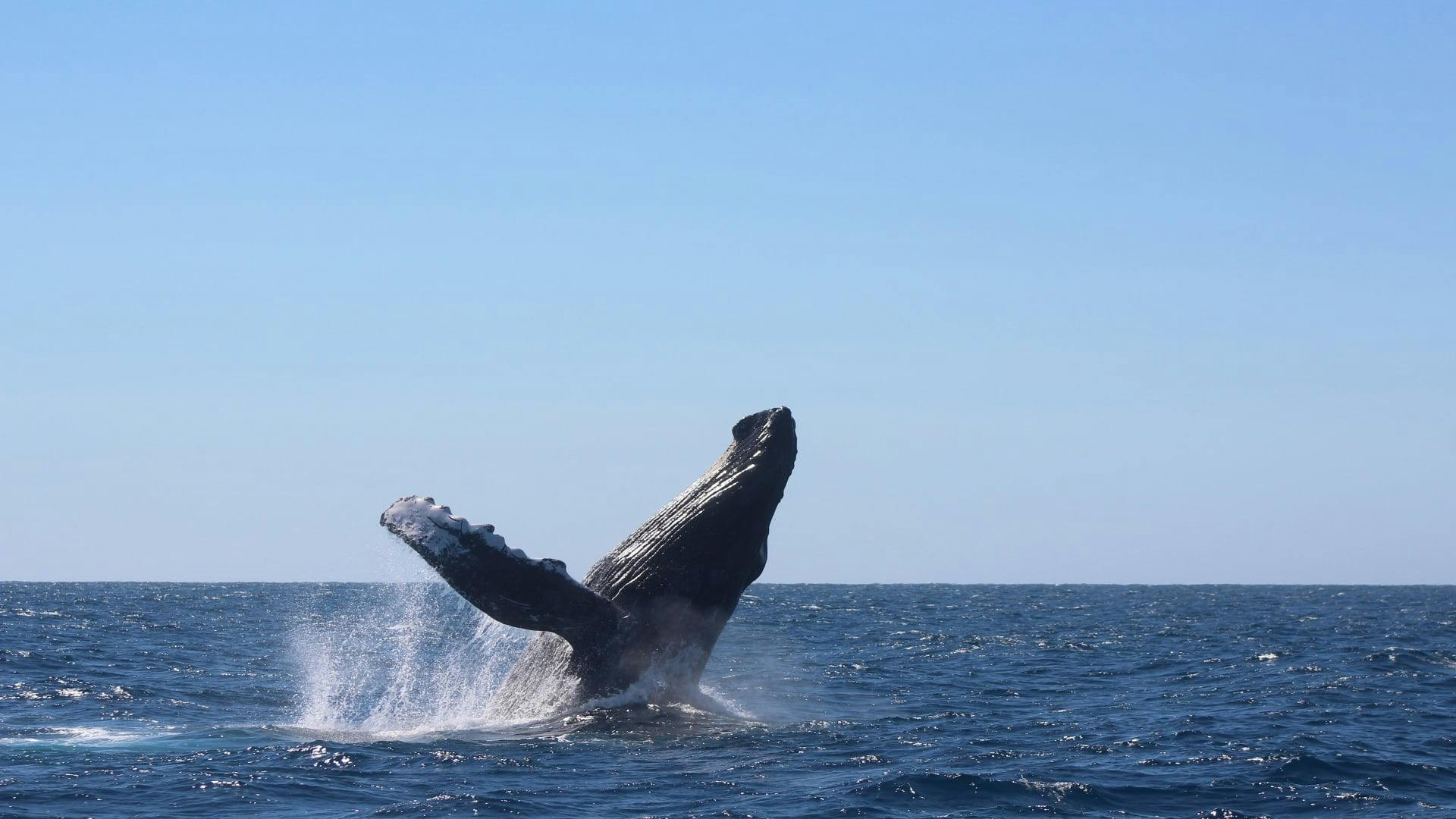 Los Cabos Walbeobachtungsbootsfahrt mit Frühstück