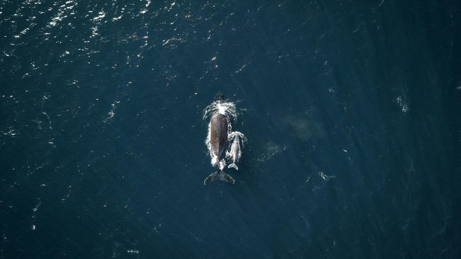 Los Cabos Whale Watching Boat Cruise with Breakfast