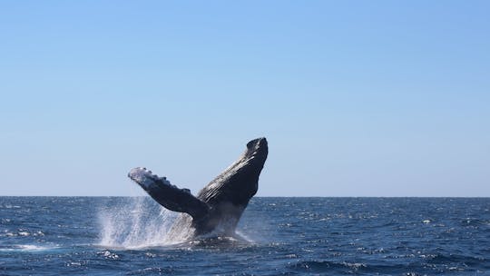 Croisière en bateau d'observation des baleines à Los Cabos avec petit-déjeuner
