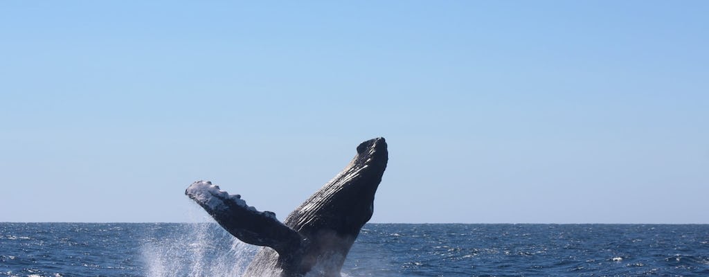 Crociera in barca per l'osservazione delle balene a Los Cabos con colazione