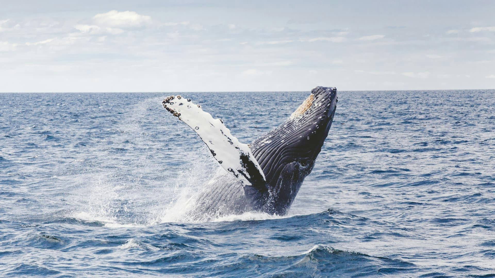 Los Cabos Whale Watching Boat Cruise with Breakfast