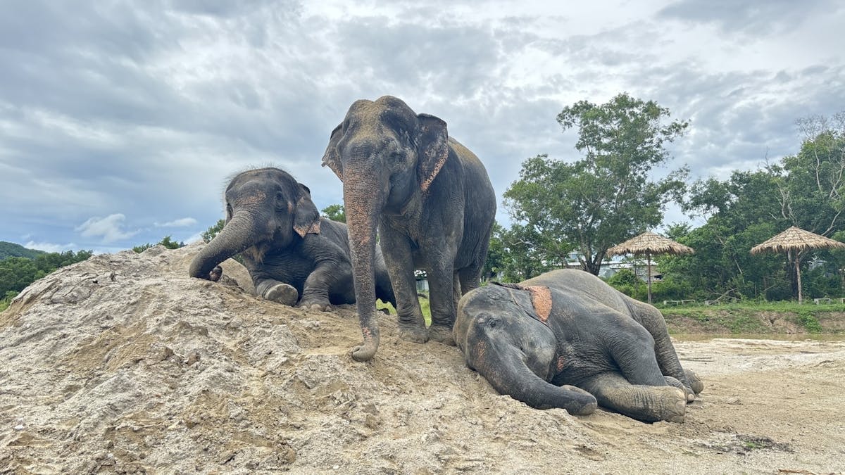 Guided elephant nature walk tour with transfer