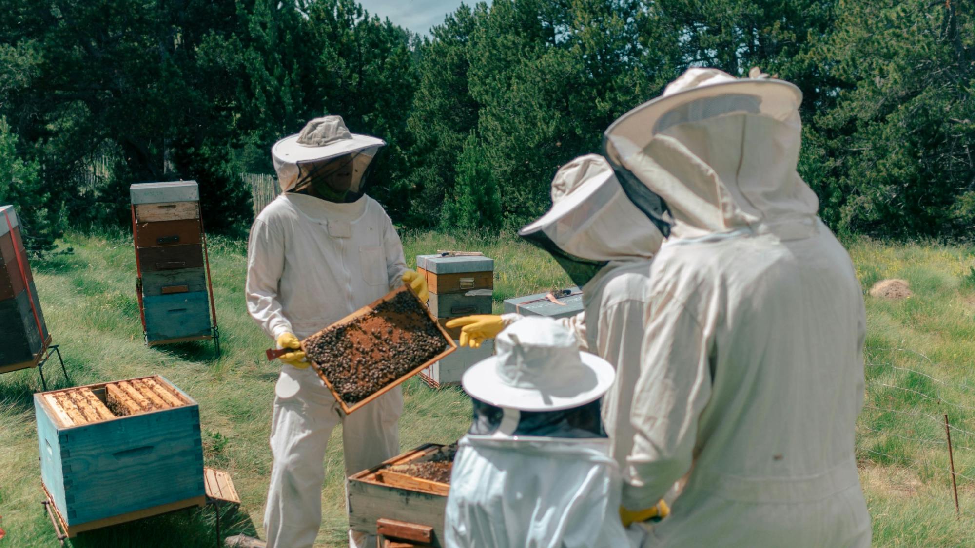 Guided beekeeping tour in Andorra