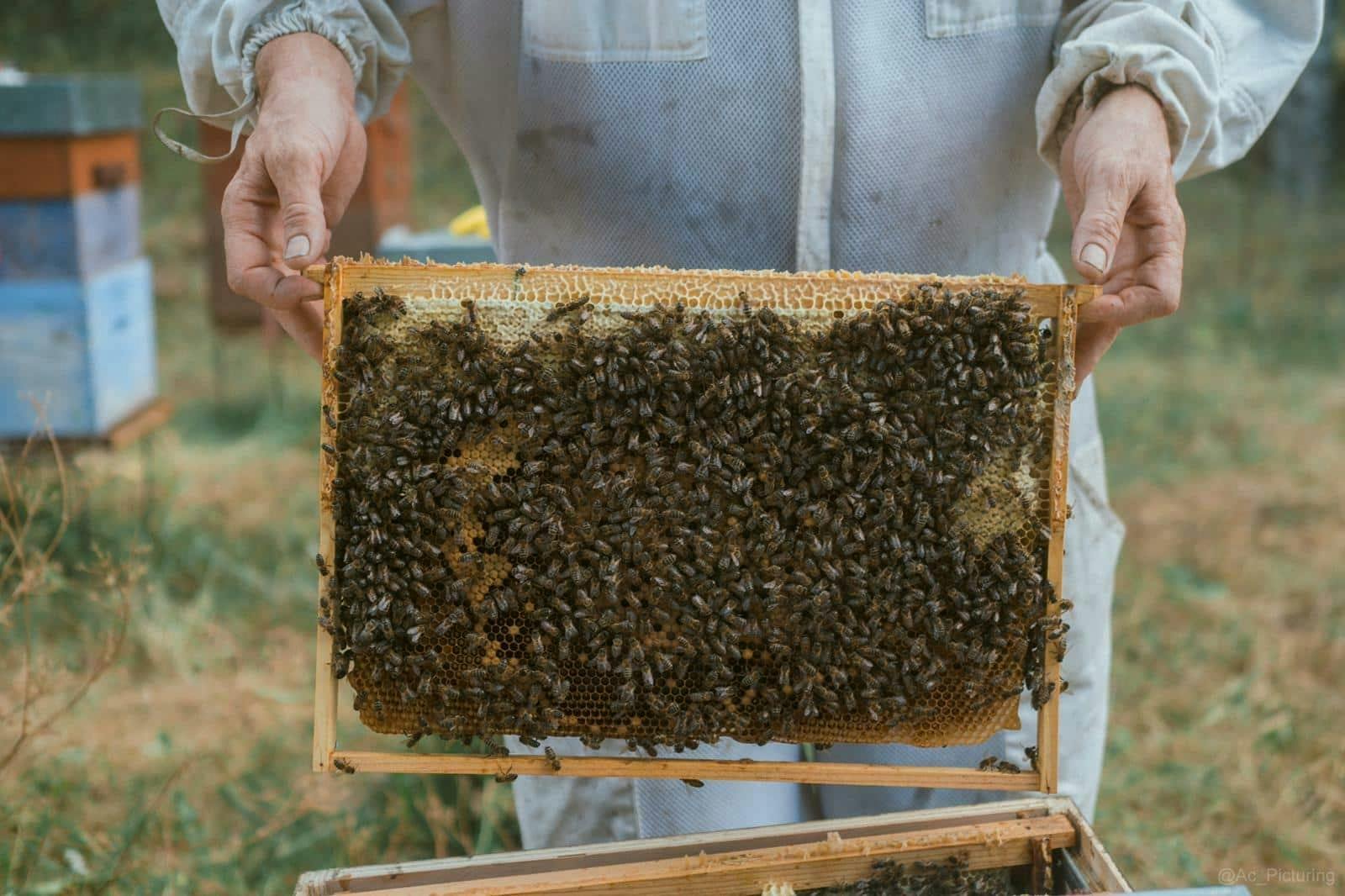 Guided beekeeping tour in Andorra