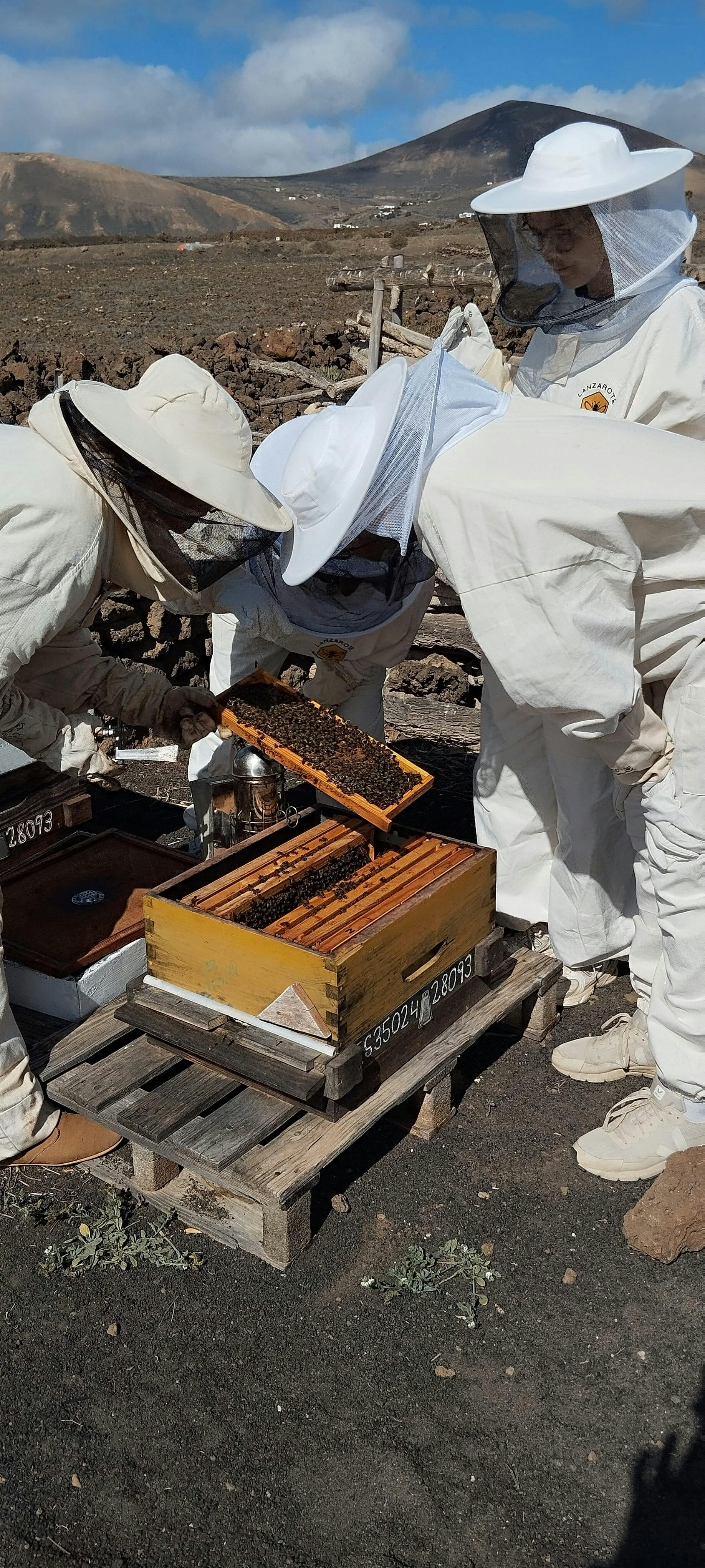 Beekeeping tour with honey tasting in Lanzarote