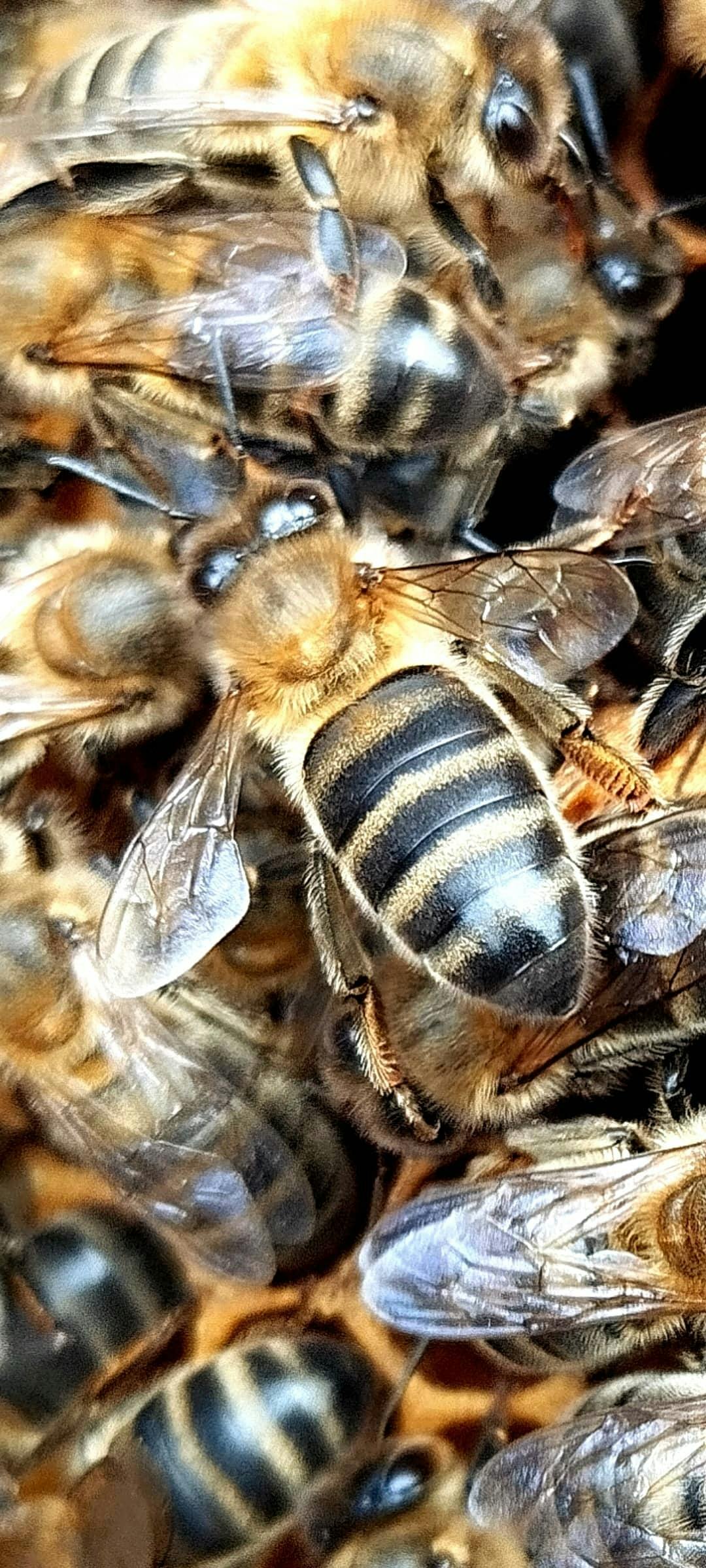 Beekeeping tour with honey tasting in Lanzarote