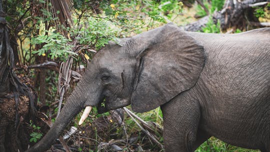 Nyerere National Park two-day premium safari with two game drives
